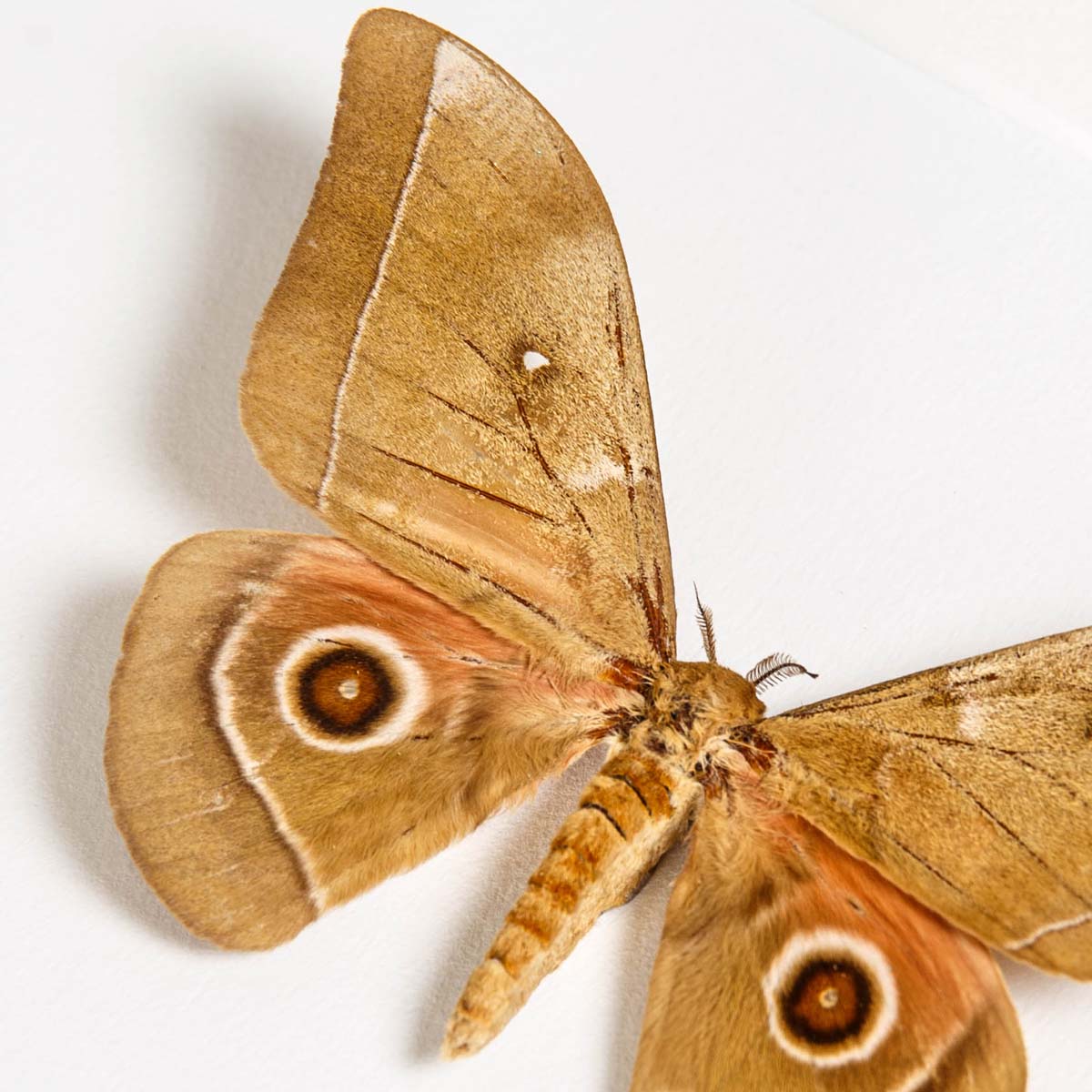 Emperor Moth In Box Frame (Gonimbrasia alope)