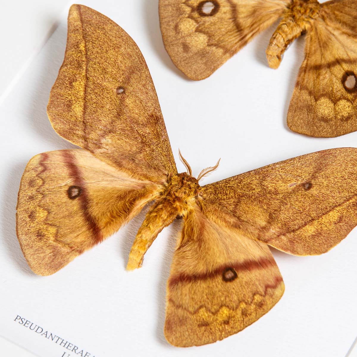 Pseudantheraea discrepans Moth Male & Female In Box Frame From Uganda