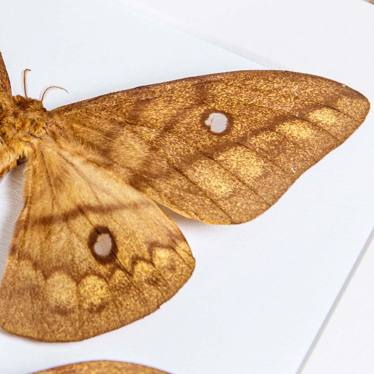 Pseudantheraea discrepans Moth Male & Female In Box Frame From Uganda