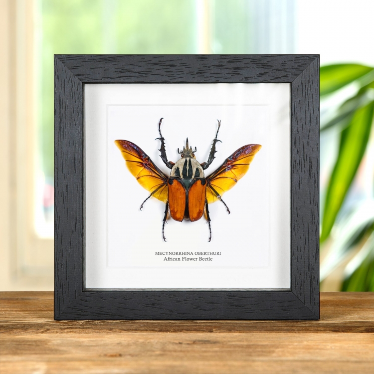 African Flower Taxidermy Beetle Frame (Mecynorrhina oberthuri)