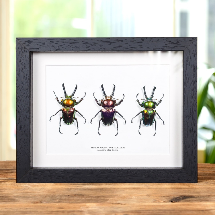 Rainbow Stag Beetle Trio in Box Frame (Phalacrognathus muelleri)