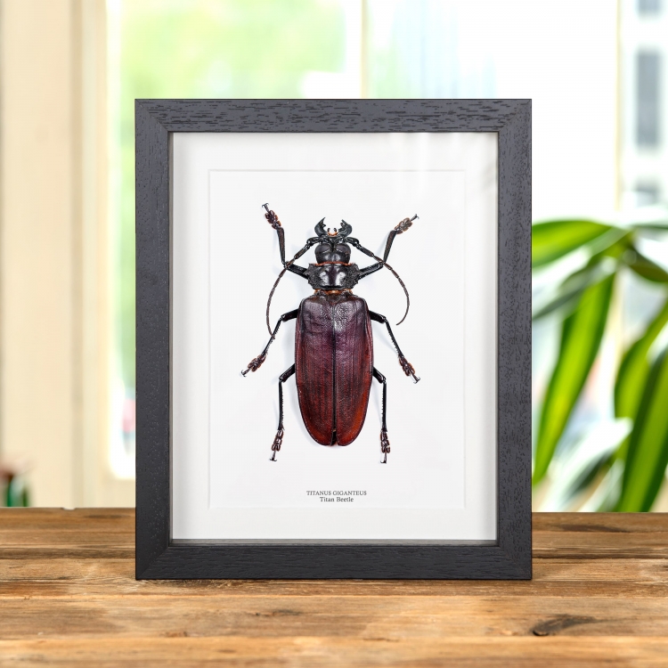 Titan Beetle in Box Frame (Titanus giganteus)