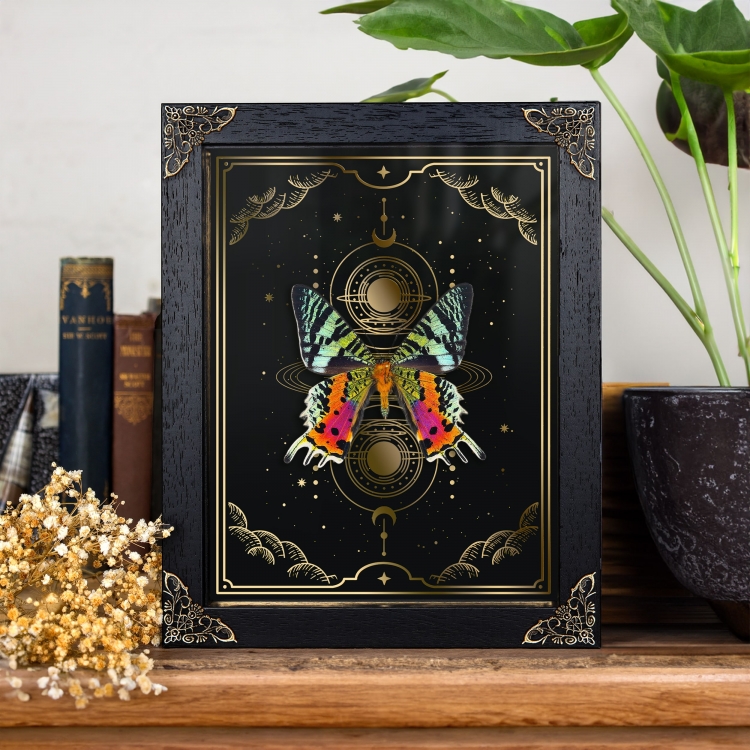 Sunset Taxidermy Moth in in Baroque Style Frame