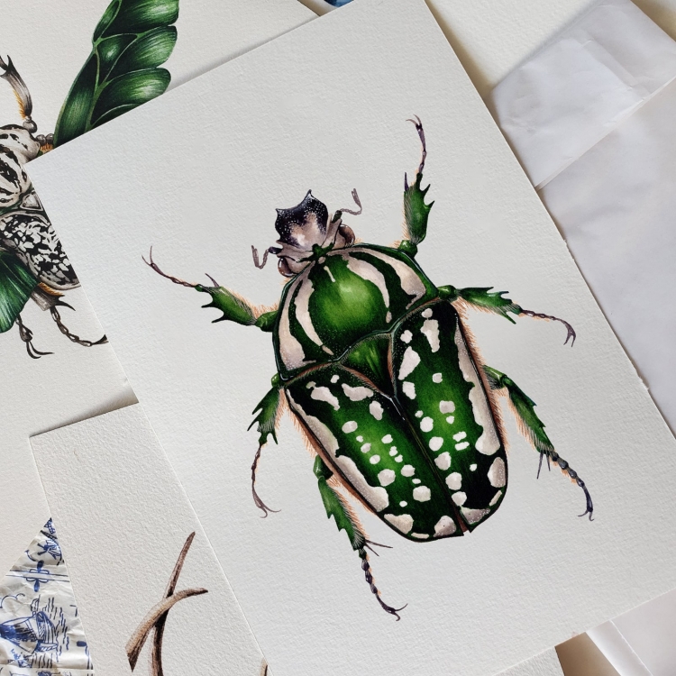 Female Flower Beetle (Mecynorchina polyphemus)) Watercolour Giclée Print