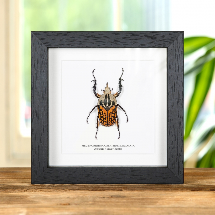 African Flower Taxidermy Beetle Frame (Mecynorrhina oberthuri decorata)