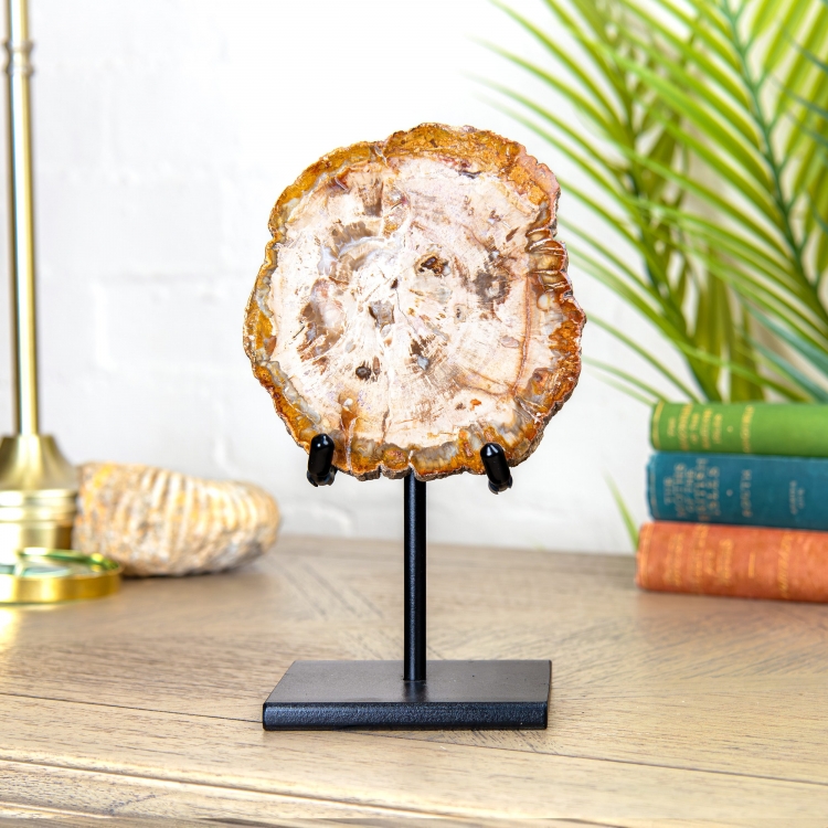 Petrified Wood Fossil on Stand (Cleoniceras sp)