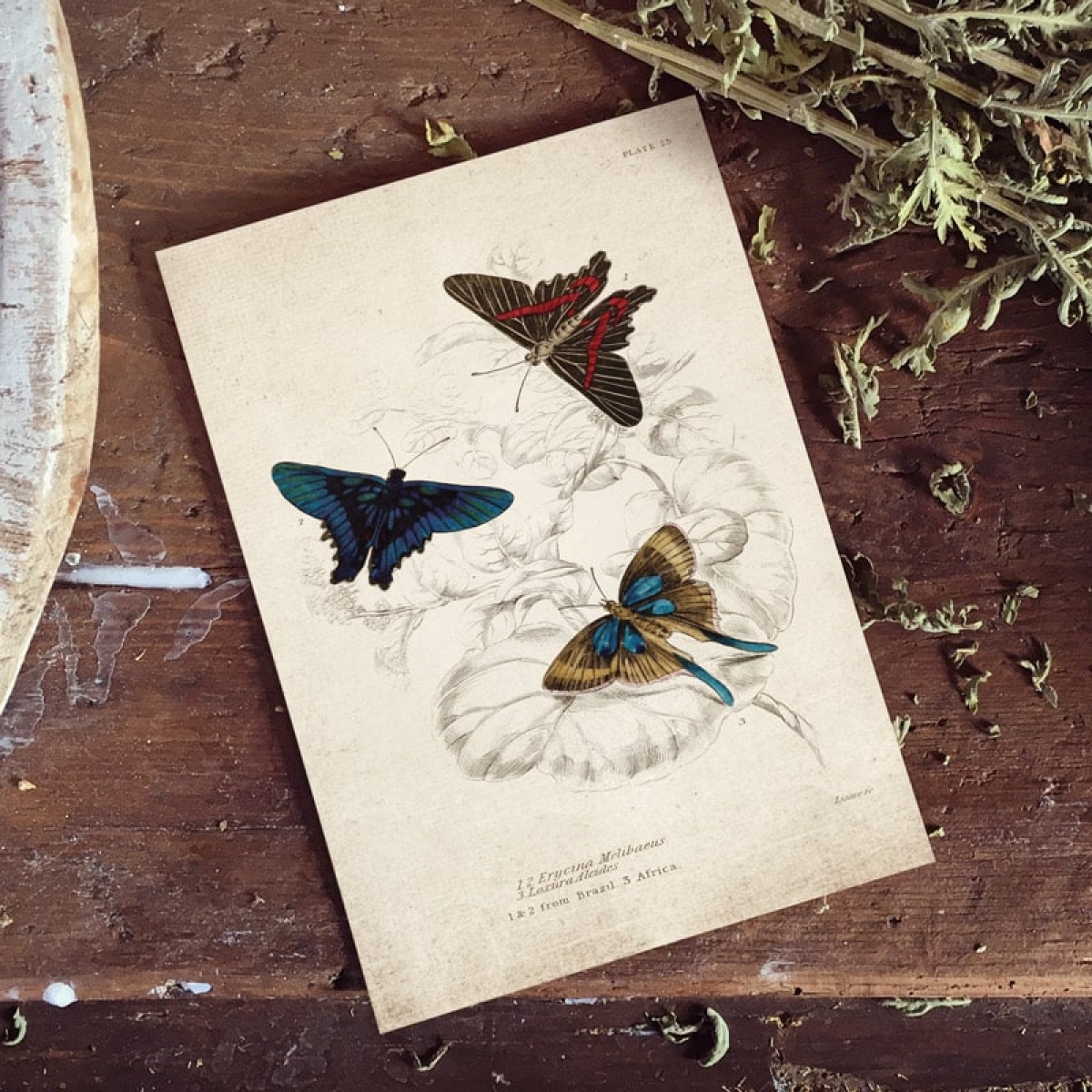Vintage Entomology Giclee Print (Erycina melibaeus 1835)