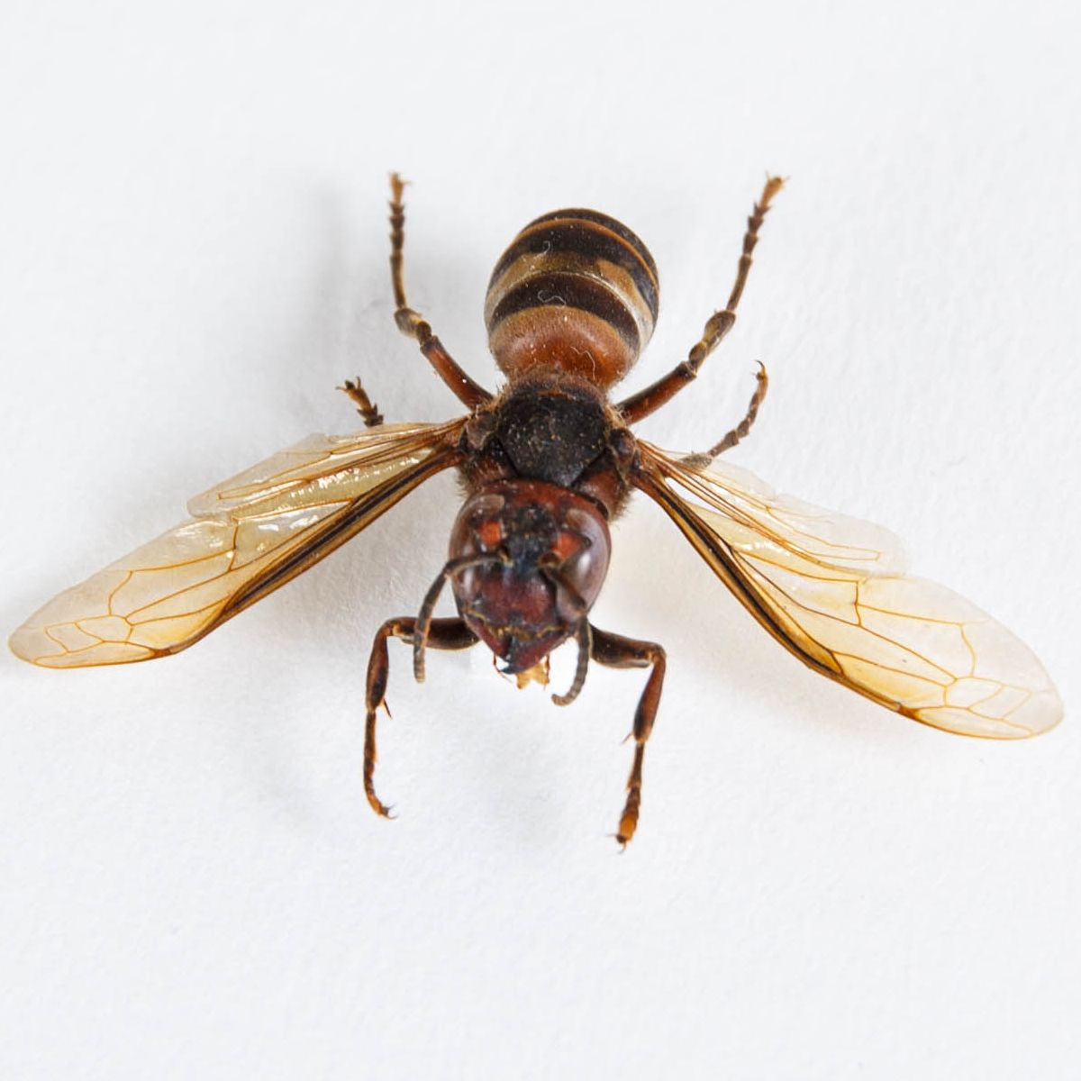 Yellow-vented Hornet in Box Frame (Vespa analis)
