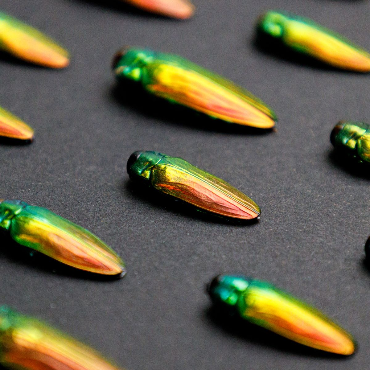 Minibeast Entomology Art Frame with Rainbow Coloured Belionota sumptuosa