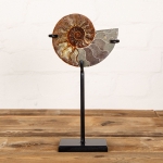 Minibeast 5.4 inch Polished & Sliced Ammonite Fossil on Stand (Cleoniceras sp)