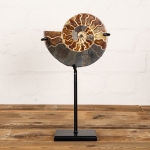 Minibeast 6.2 inch Polished & Sliced Ammonite Fossil on Stand (Cleoniceras sp)