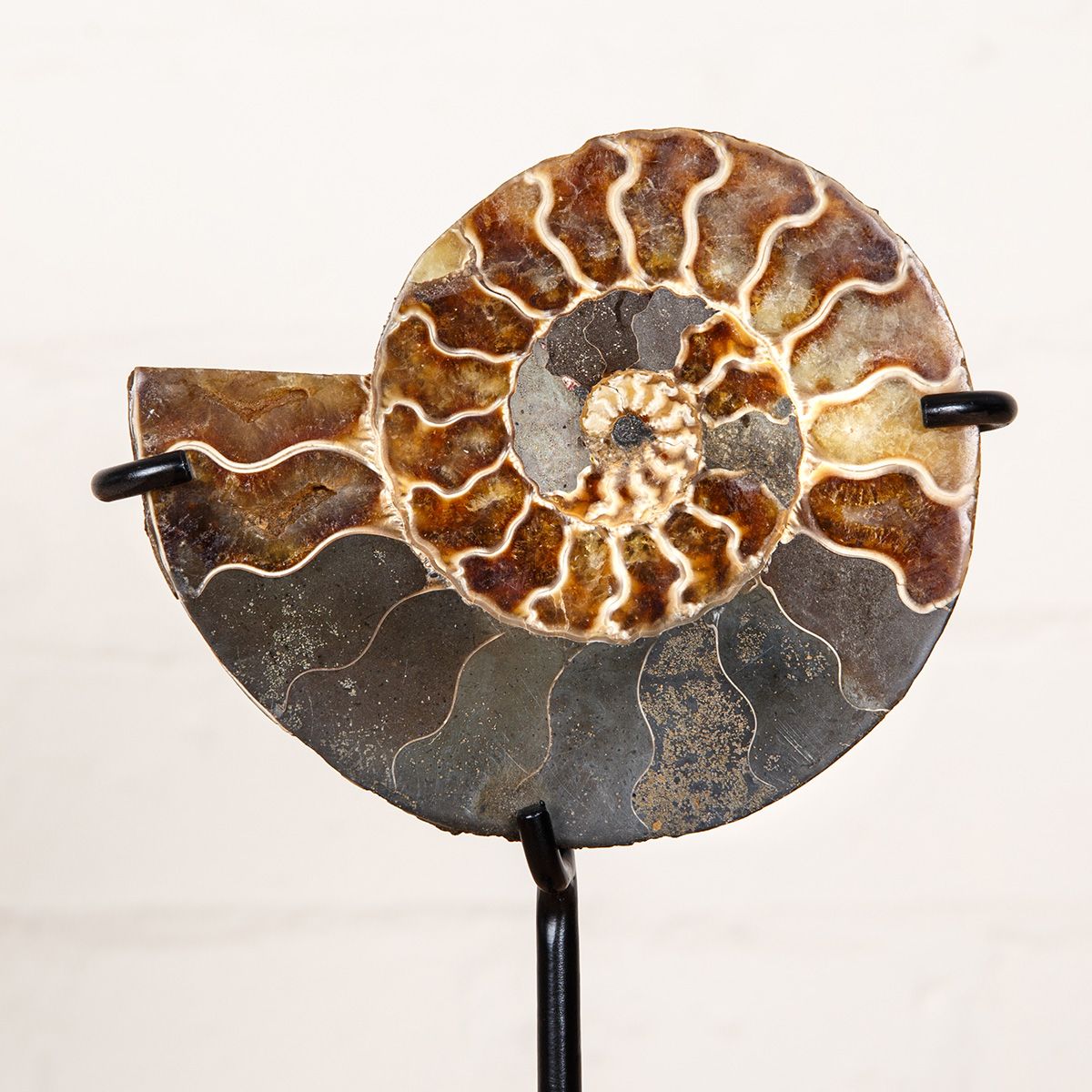 6.2 inch Polished & Sliced Ammonite Fossil on Stand (Cleoniceras sp)