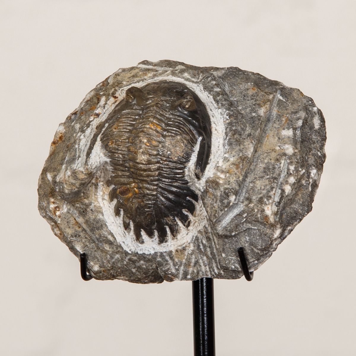 Hollardops Trilobite with Matrix on Stand (Hollardops sp)