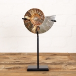 Minibeast 6 inch Polished & Sliced Ammonite Fossil on Stand (Cleoniceras sp)