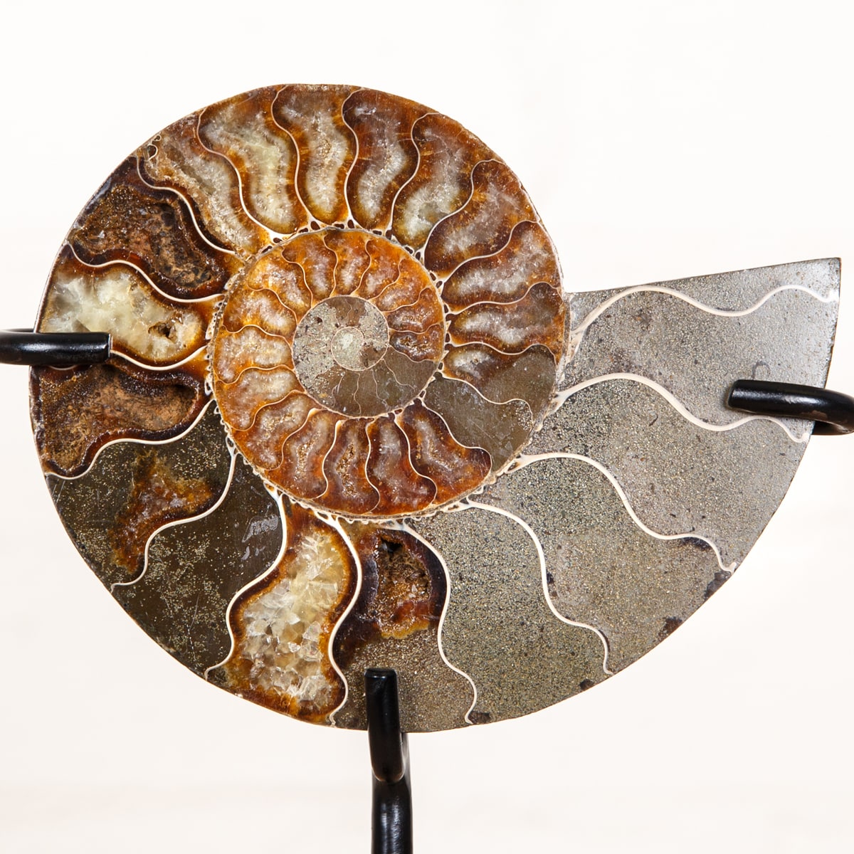 6 inch Polished & Sliced Ammonite Fossil on Stand (Cleoniceras sp)