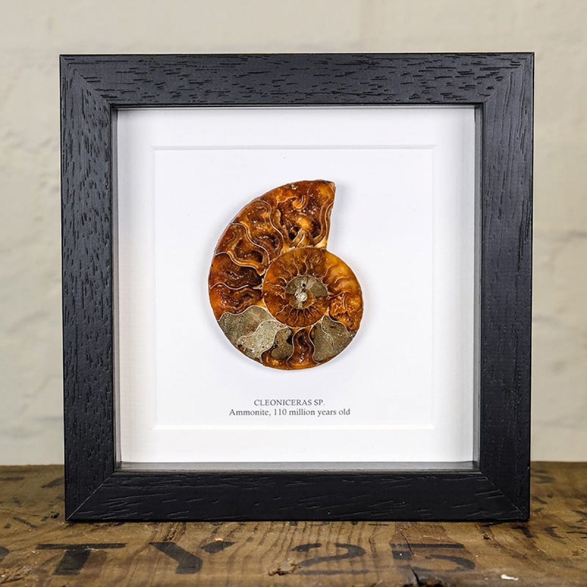 Minibeast Ammonite Cut and Polished Fossil in Box Frame (Cleoniceras sp) - Specimen #10