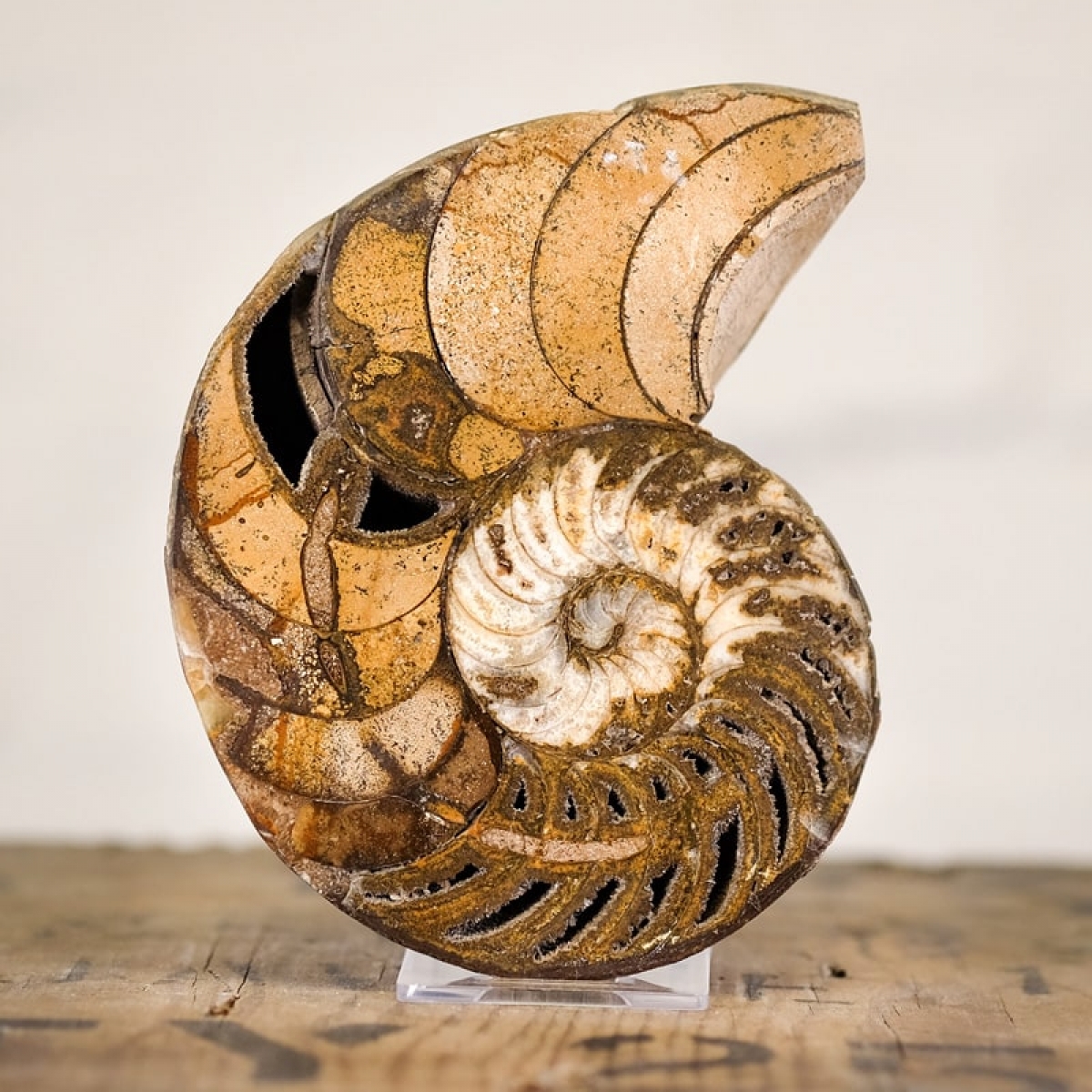 Minibeast Nautilus Ammonite Cut and Polished Piece Large (Nautiloidea sp) - *Rare*
