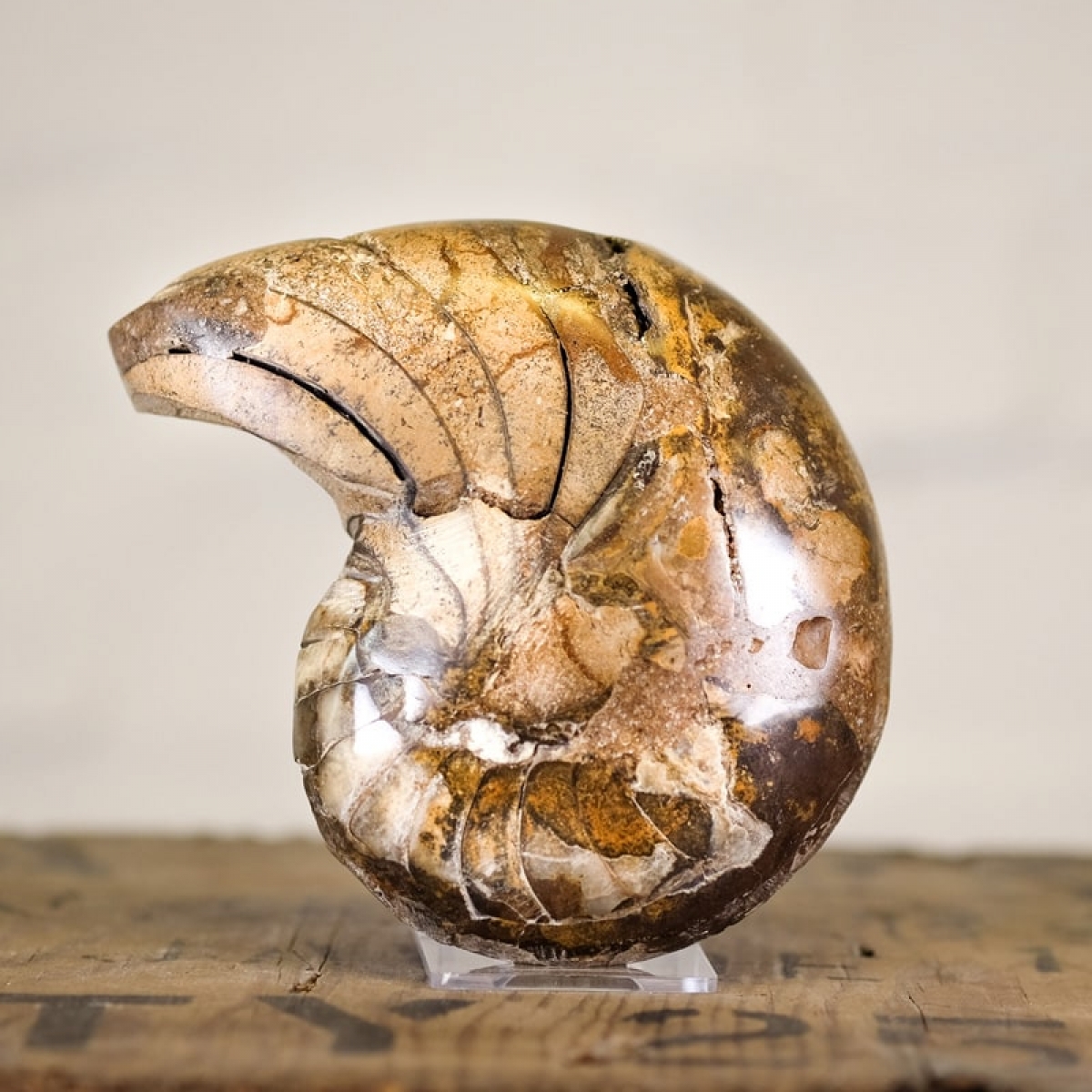 Nautilus Ammonite Cut and Polished Piece Large (Nautiloidea sp) - *Rare*