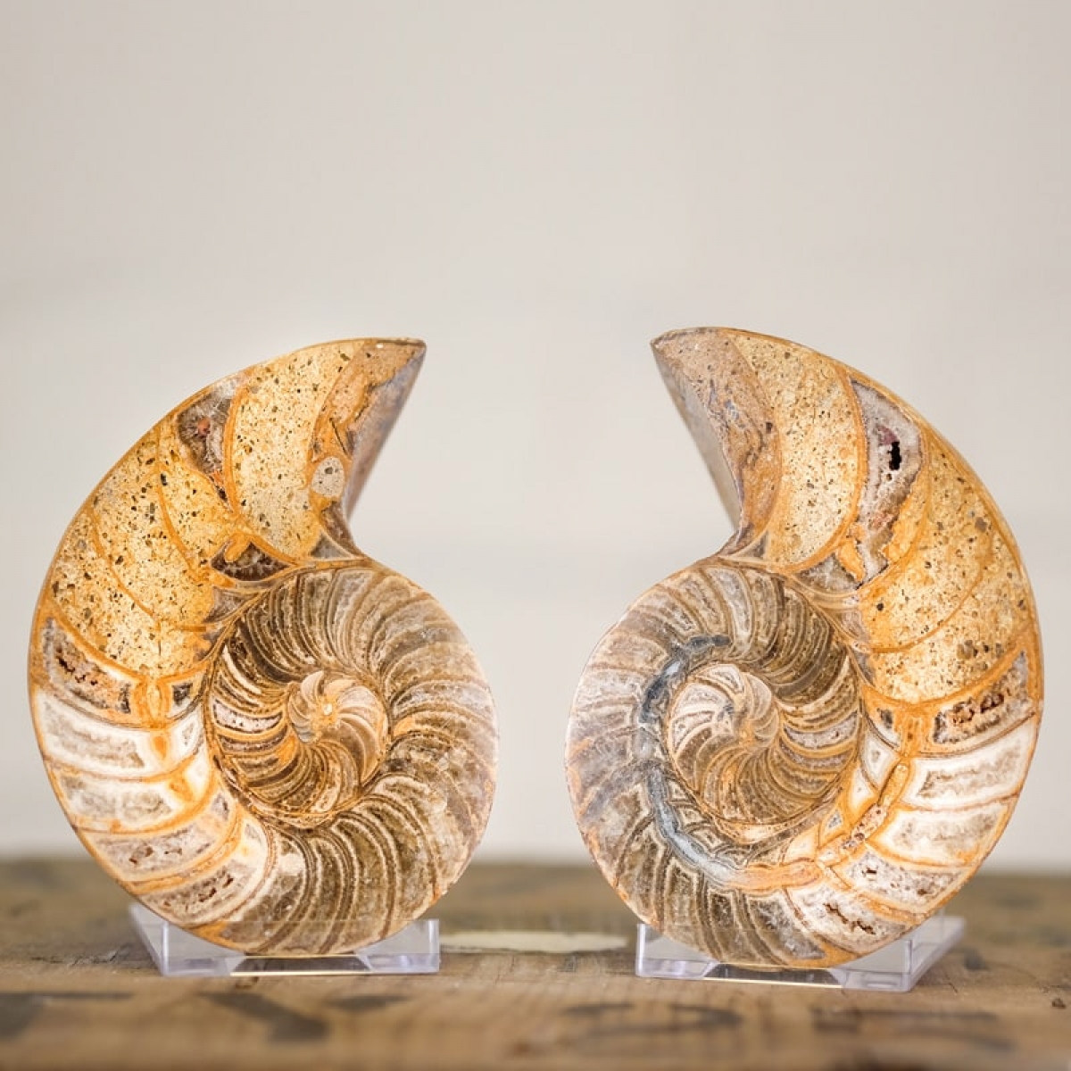 Minibeast Nautilus Ammonite Cut and Polished Pair (Nautiloidea sp) - *Rare*
