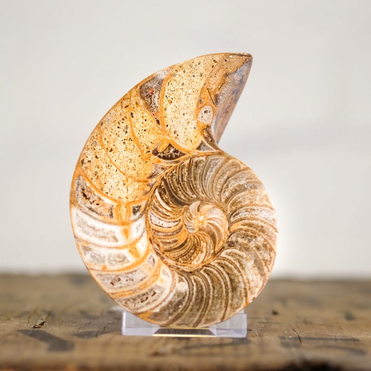 Nautilus Ammonite Cut and Polished Pair (Nautiloidea sp) - *Rare*