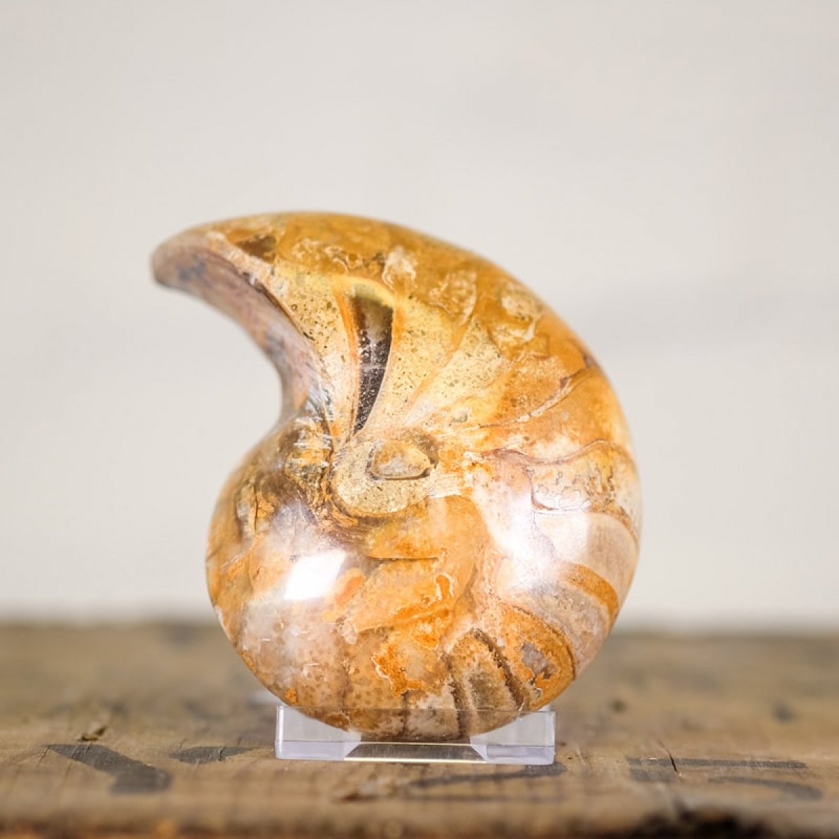 Nautilus Ammonite Cut and Polished Pair (Nautiloidea sp) - *Rare*