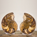 Minibeast Nautilus Ammonite Cut and Polished Pair (Nautiloidea sp) - 01 *Rare*