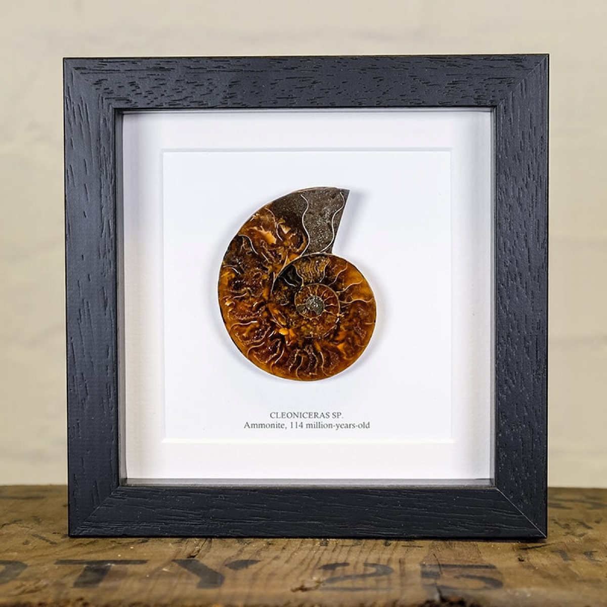 Minibeast Ammonite Cut and Polished Fossil in Box Frame (Cleoniceras sp) - Specimen #04