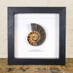 Minibeast Ammonite Cut and Polished Fossil in Box Frame (Cleoniceras sp) - Specimen #05