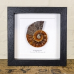 Minibeast Ammonite Cut and Polished Fossil in Box Frame (Cleoniceras sp) - Specimen #06