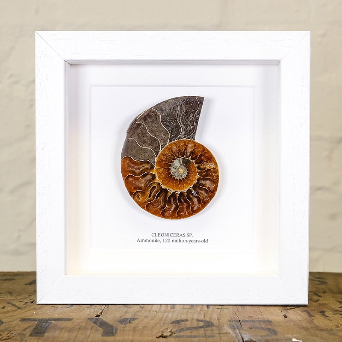 Ammonite Cut and Polished Fossil in Box Frame (Cleoniceras sp) - Specimen #06
