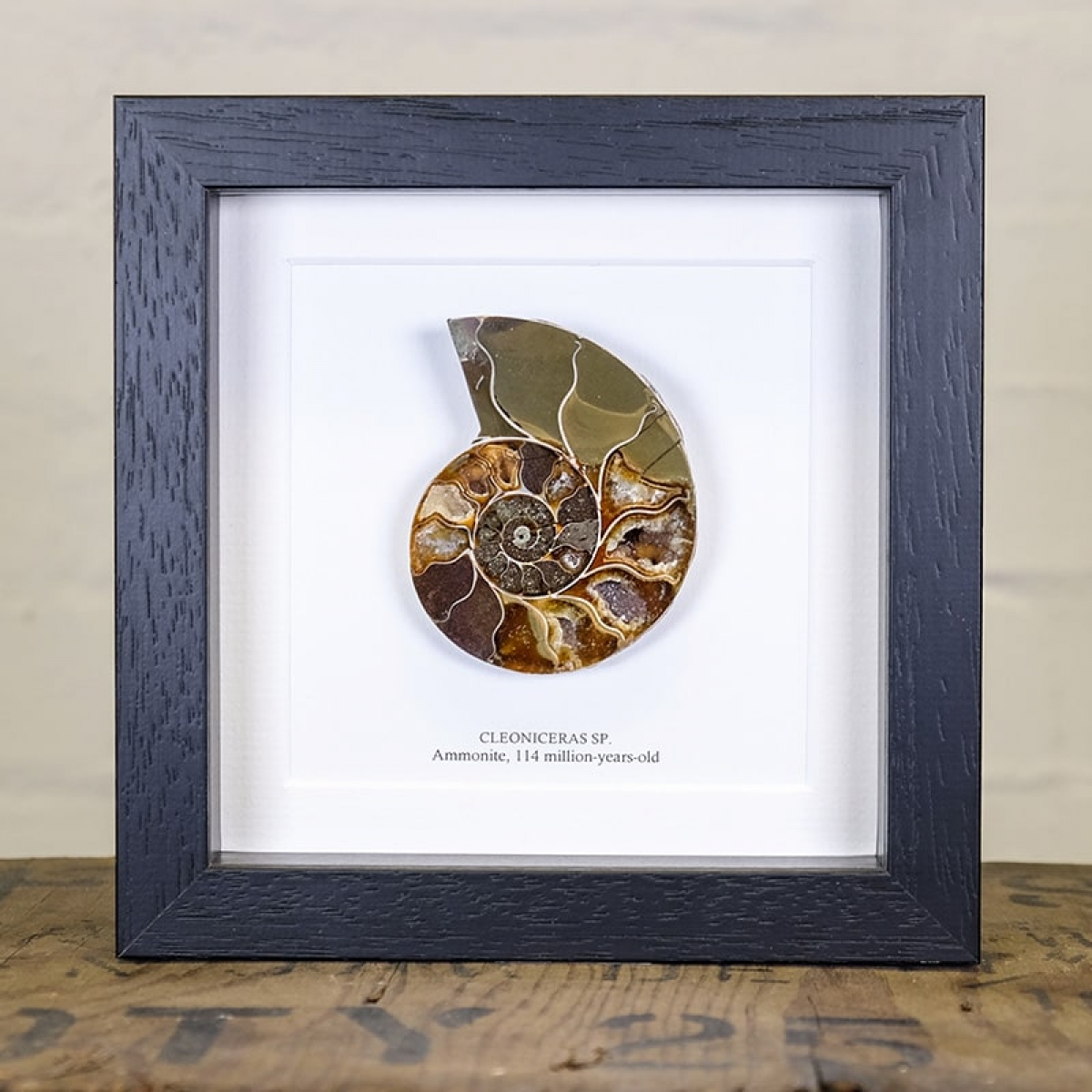 Minibeast Ammonite Cut and Polished Fossil in Box Frame (Cleoniceras sp) - Specimen #02