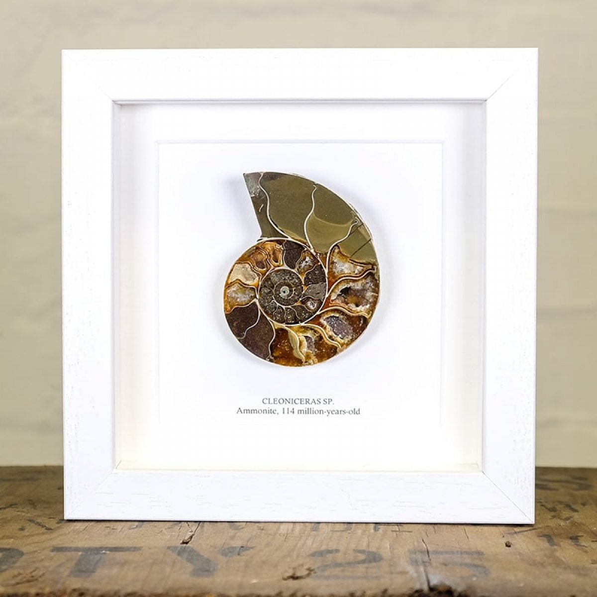 Ammonite Cut and Polished Fossil in Box Frame (Cleoniceras sp) - Specimen #02