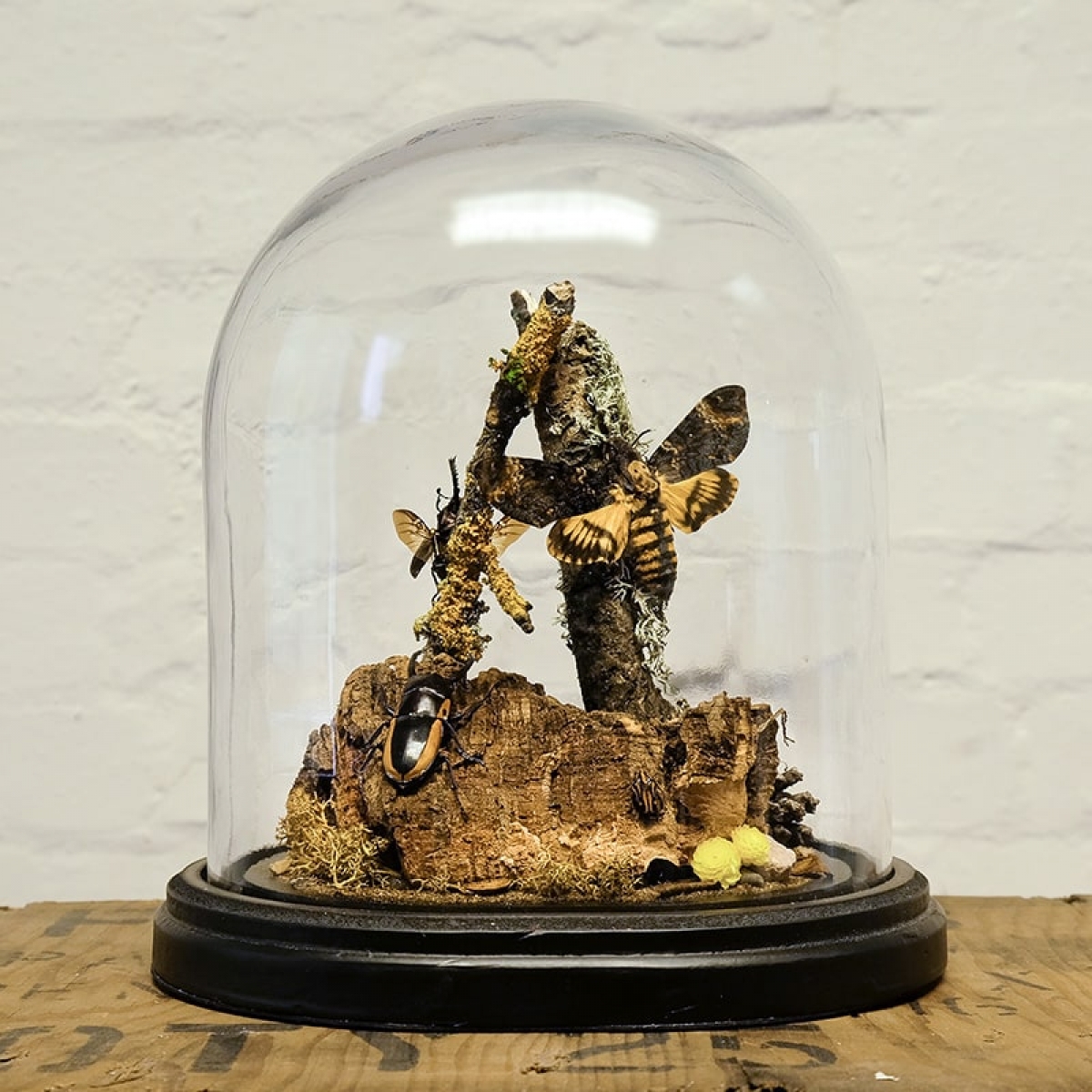Minibeast Medium Glass Dome with Deaths Head Moth, Saw Tooth and Bison Beetle