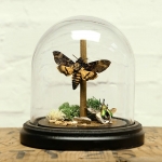 Minibeast Glass Dome with Deaths Head Moth and Saw Tooth Beetle