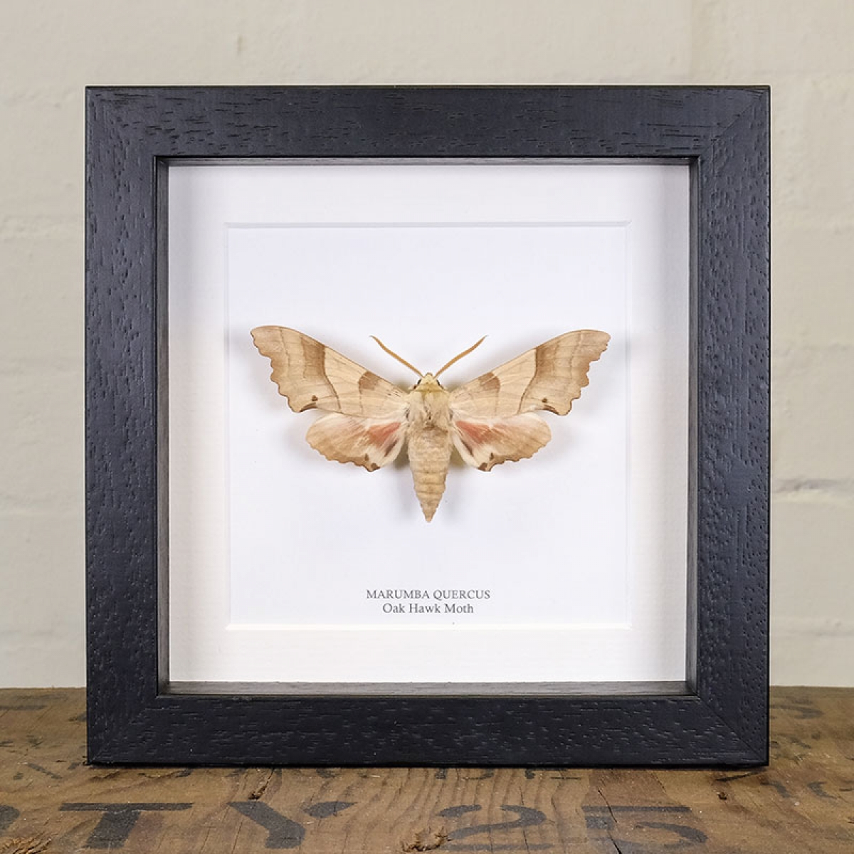 Minibeast Oak Hawk Moth in Box Frame (Marumba quercus)