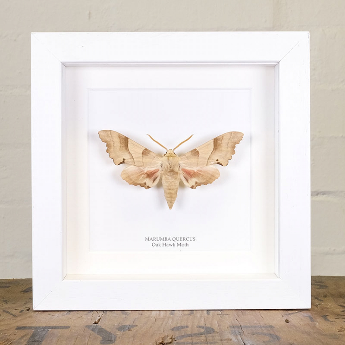 Oak Hawk Moth in Box Frame (Marumba quercus)