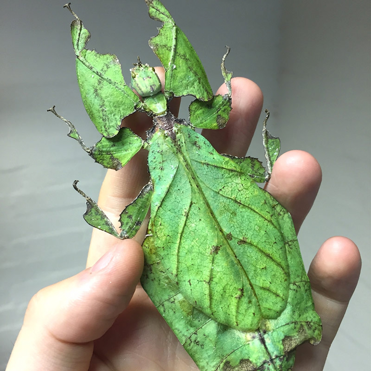 Giant Leaf Insect in Baroque Style Box Frame