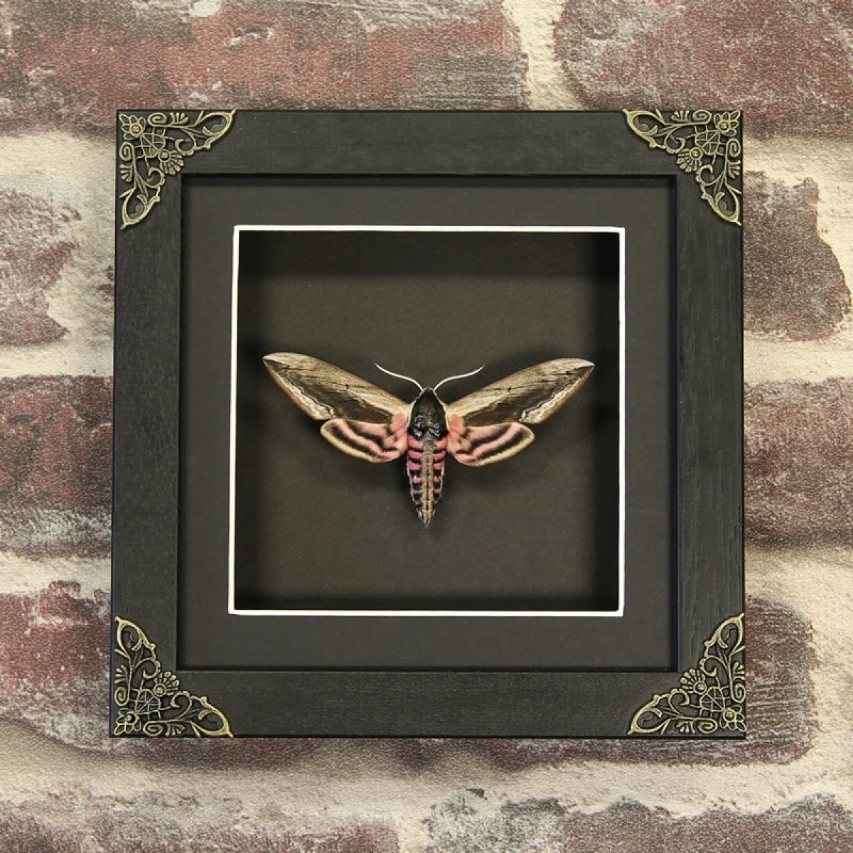 Minibeast Privet Hawk Moth in Baroque Style Box Frame