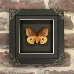 Minibeast Female Lo Moth in Baroque Style Box Frame