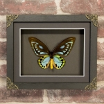 Minibeast Priam's Blue Birdwing in Baroque Style Box Frame
