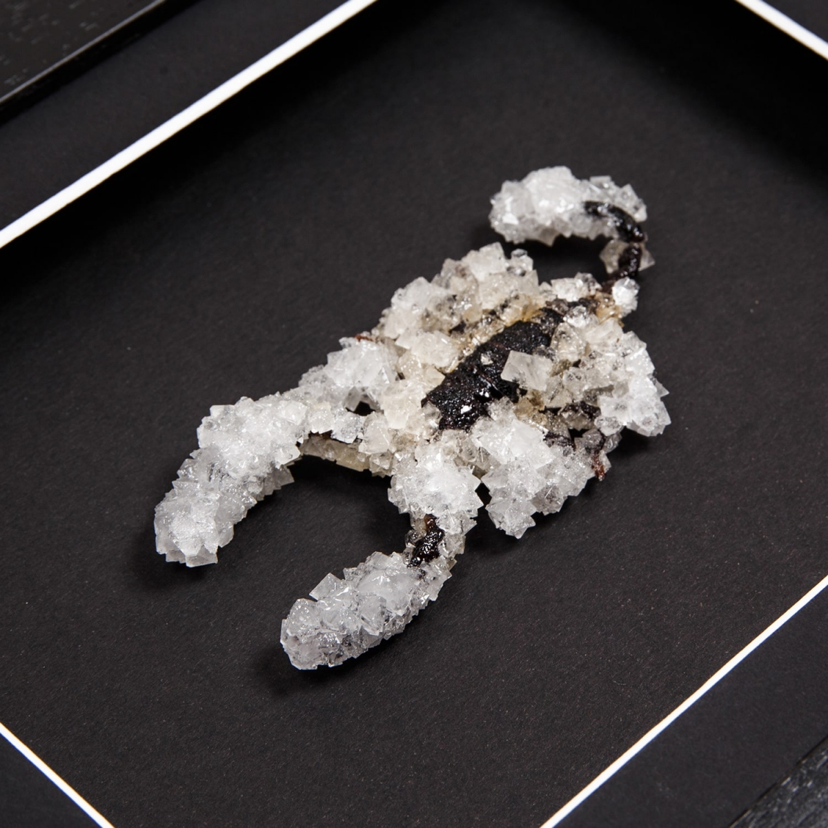 Scorpion (Heterometrus) with Clear Crystals in Box Frame