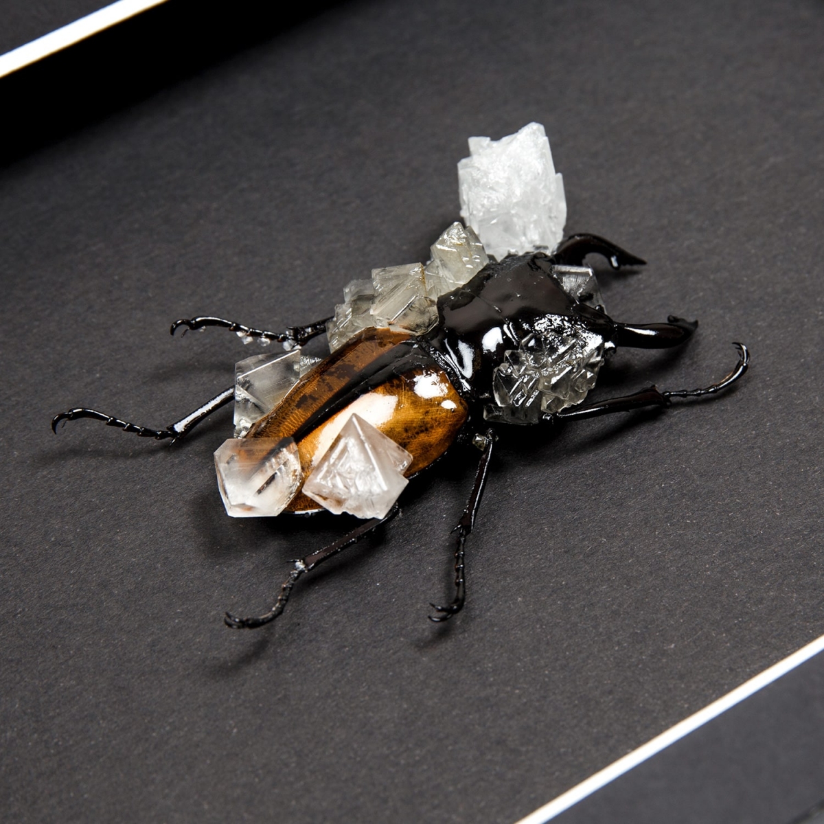 Stag Beetle (Lucanidae odontolabis ludekingi) with Clear Crystals in Box Frame