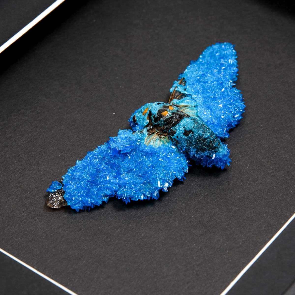 Blue Cicada (Distantalna splendida) with Blue Crystals in Box Frame