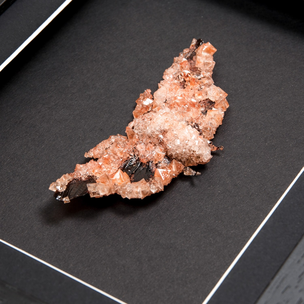 Cicada (Tosena albata) with Orange Crystals in Box Frame