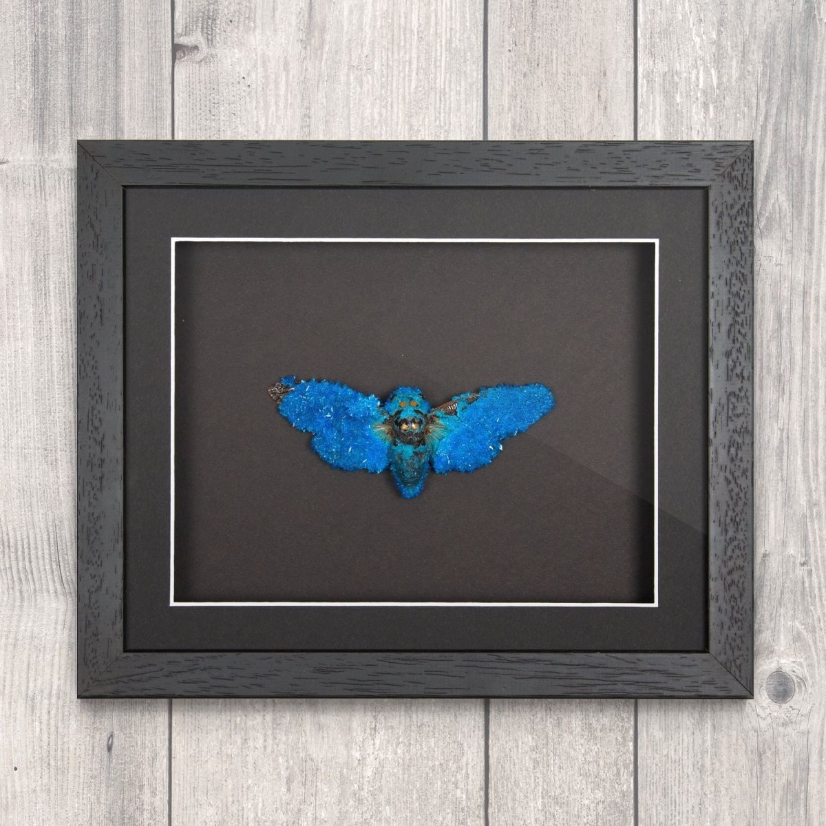 Minibeast Blue Cicada (Distantalna splendida) with Blue Crystals in Box Frame