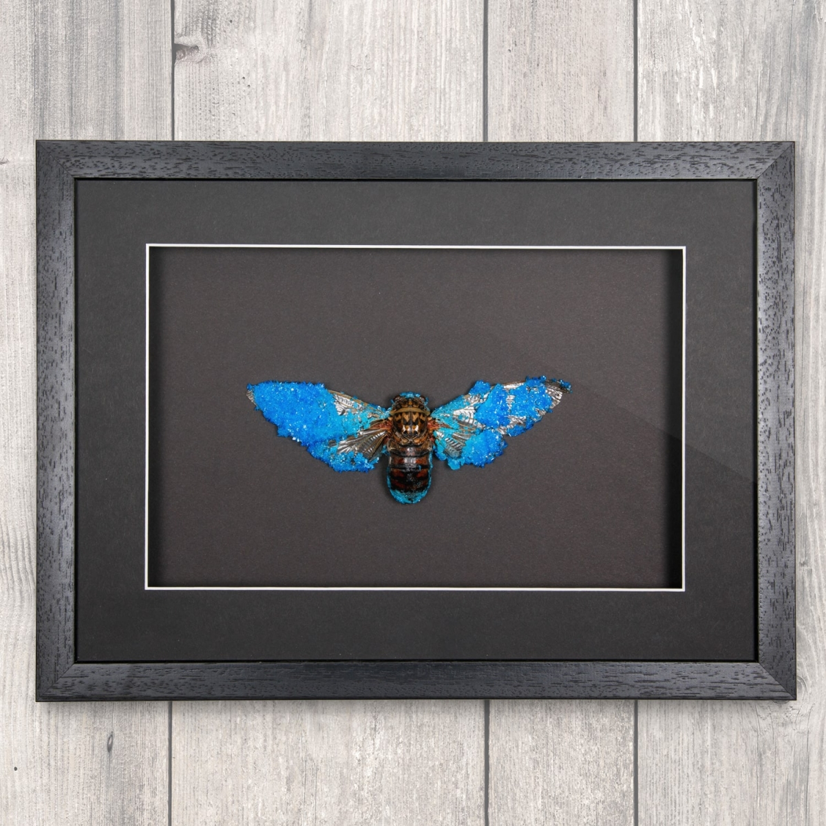 Minibeast Cicada (Pomponia imperatoria) with Blue Crystals in Box Frame
