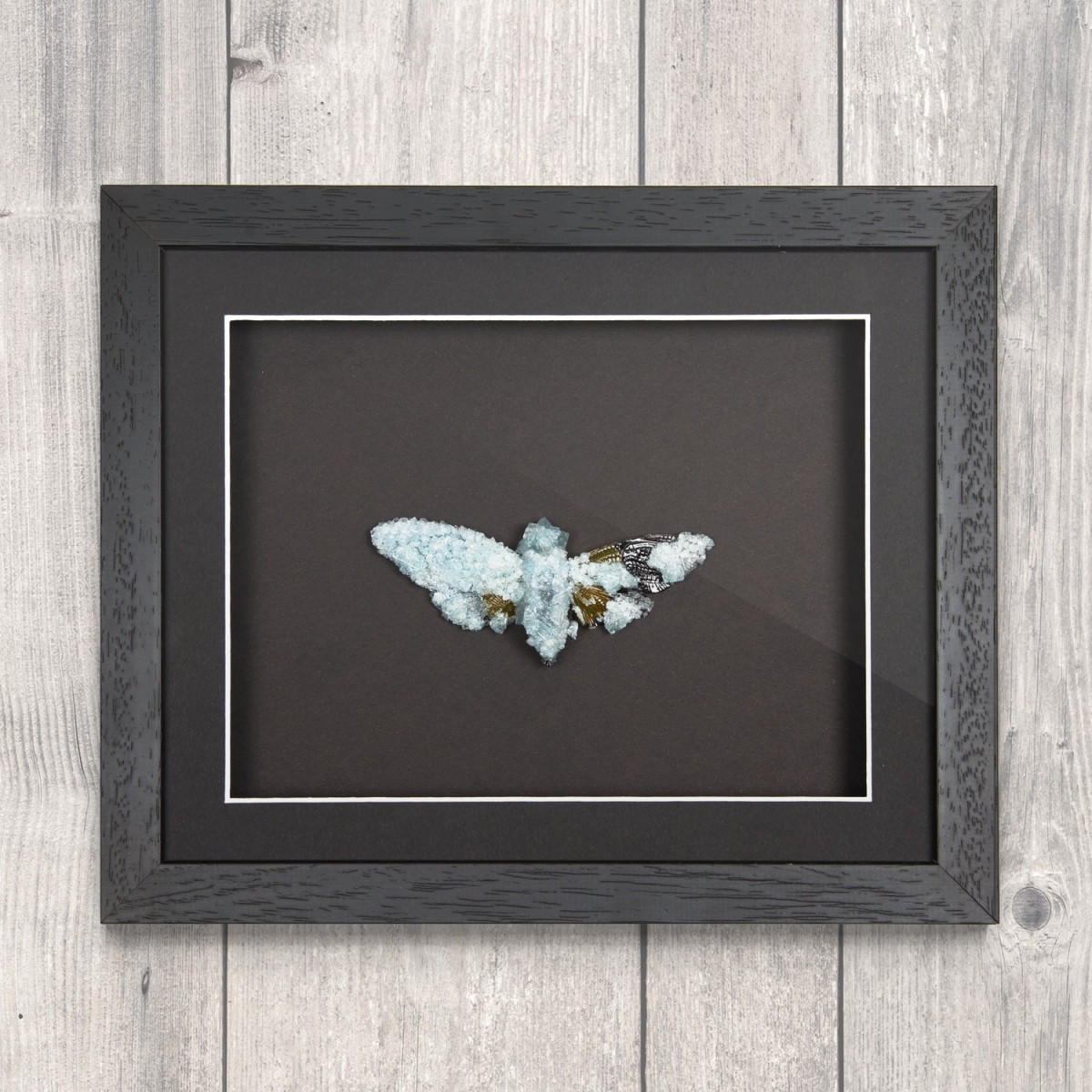 Minibeast Green Cicada (Trengganua sibylla) with Light Blue Crystals in Box Frame