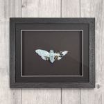 Minibeast Green Cicada (Trengganua sibylla) with Light Blue Crystals in Box Frame