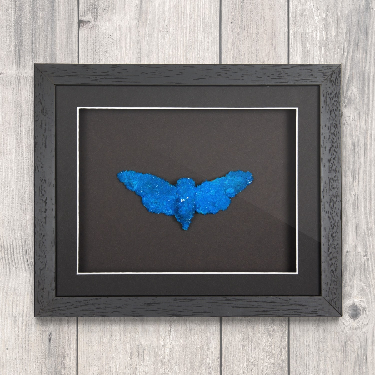Minibeast Cicada (Distantalna splendida) with Blue Crystals in Box Frame