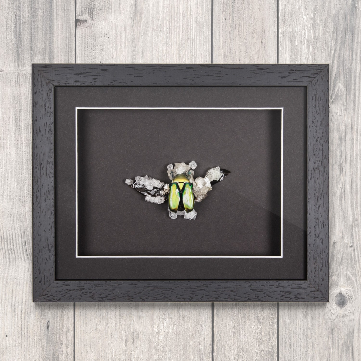 Minibeast Flower Beetle (Rhomborrhina resplendens) with Clear Crystals in Box Frame